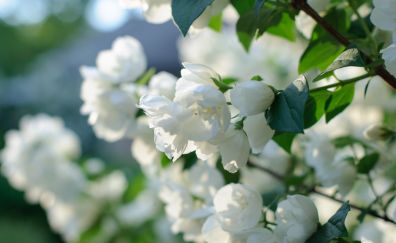 Blossom, white flowers, spring