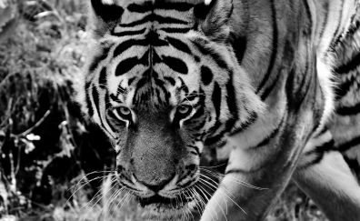 Angry, wild animal, tiger, predator, monochrome