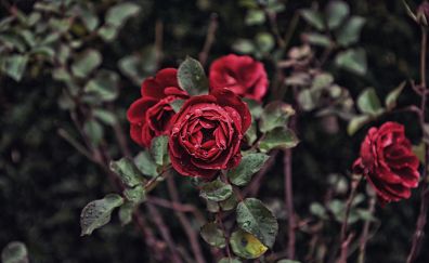 Rose, red flower, plants, drops, 5k