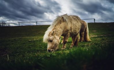 Horse, white pony, grazing, animal, landscape