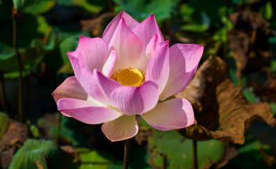 Pink lotus, flower, close up, bloom, petals, 5k