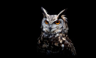 Owl, the predator, dark background, predator