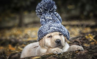 Cute, Labrador Retriever, puppy