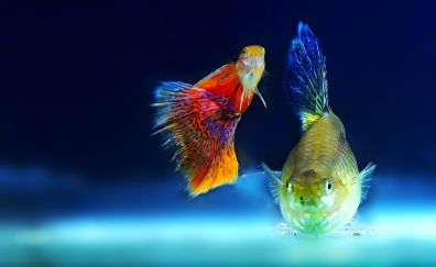 Aquarium fish, colorful, underwater