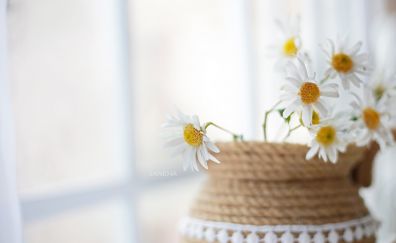 White flowers, basket