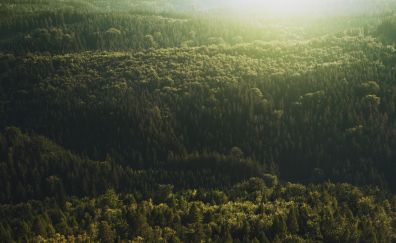 Aerial view, tree, forest, nature, 4k