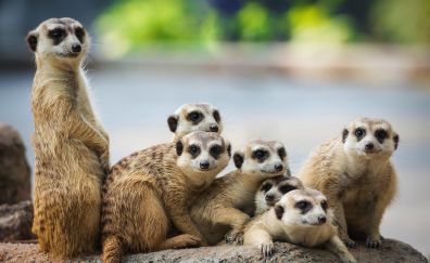 Meerkat, animals, family, 4k