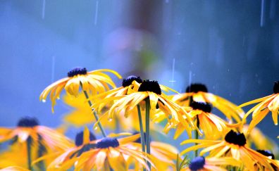 Yellow flowers, rain, water drops