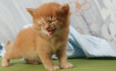 Cute kitten, baby animal, laugh