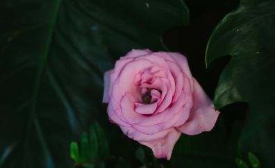 Rose Bud, flower, rose, pink, bloom