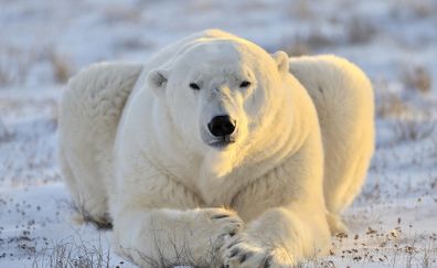 White polar bear, predator, animal, calm, sit