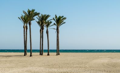 Palm trees, beach, sky, sea, 5k