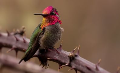 Close up, cute bird, hummingbird