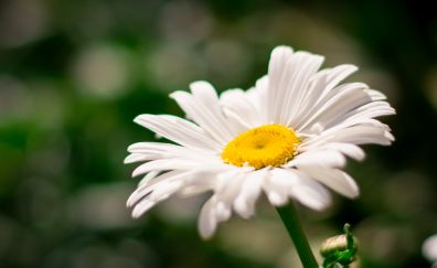 White daisy, spring, white flower, close up
