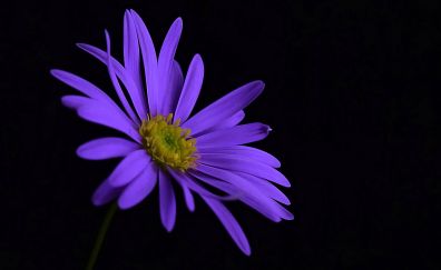 Purple flower, portrait, blossom