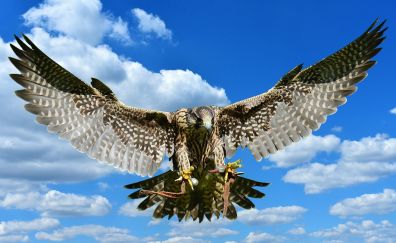 Flight, falcon, eagle, predator, birds, wing