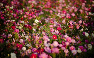 Beautiful meadow, colorful flowers, spring