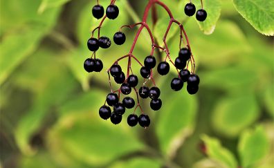 Riped, berry, black berries