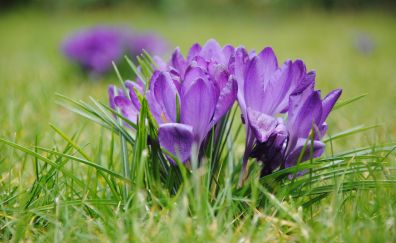 Purple crocus, flowers, grass, bloom