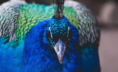 Peacock bird, beak, close up