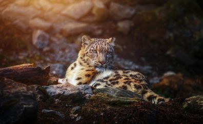 Snow leopard, wild animal, calm, sit