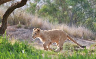 Baby lion, predator, run