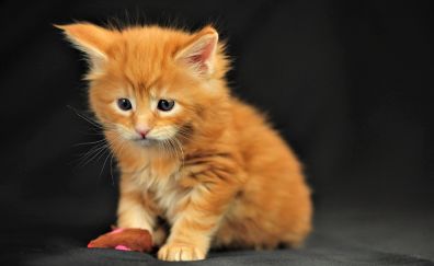 Orange, cute, kitten, pet, animal