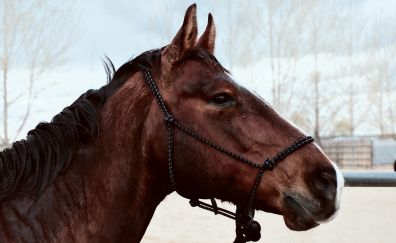 Brown horse, animal, muzzle, 5k