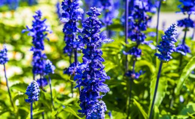 Purple flowers, lavender, spring, farm