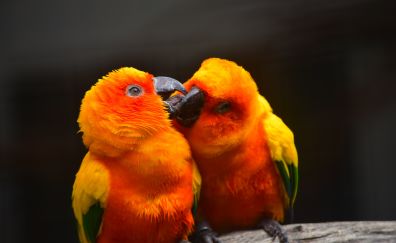 Colorful, birds, parrot, pair, kiss