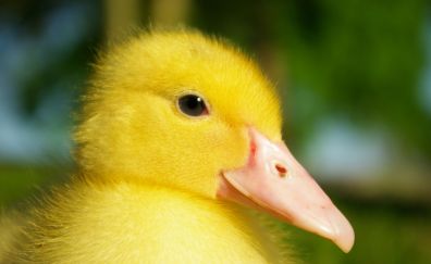Yellow duck, young bird, duckling, beak
