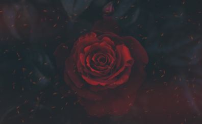 Rose, bud, flower, close up