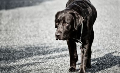 Labrador Retriever, black, dog, walk, 4k