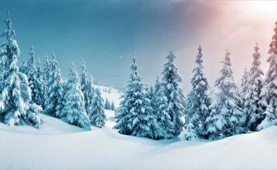 5k, winter, trees, forest, nature