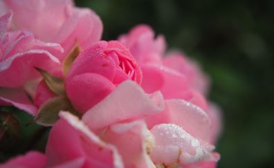 Roses, water drops, pink flowers