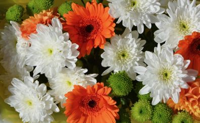 Flowers, white and orange flowers
