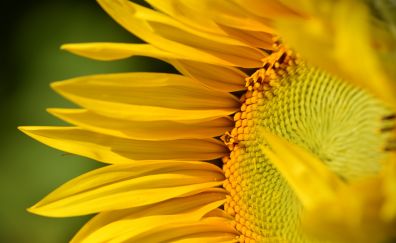 Close up, petals, yellow flower, sunflower