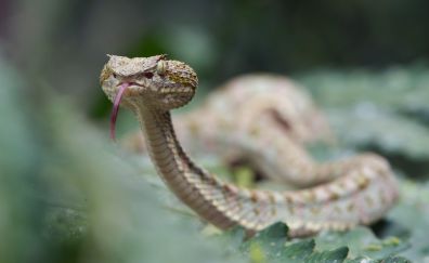 Vipers snake, reptiles, blur
