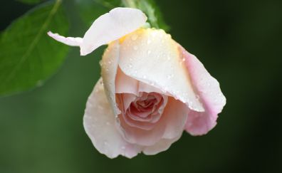 Pink Rose petal, close up