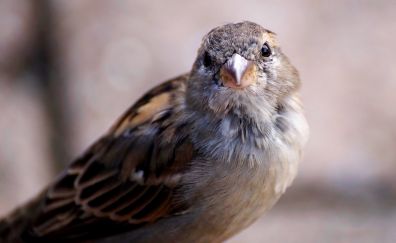 Sparrow, small bird, close up, 4k