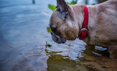 French bulldog, water, red collar, muzzle