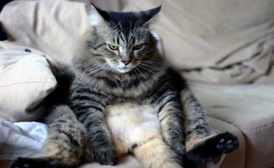 Funny, fluffy, cat, sit