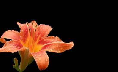 Lily flower, drops, orange flower
