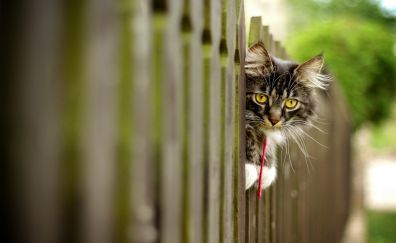 Cat hidden behind wooden fence