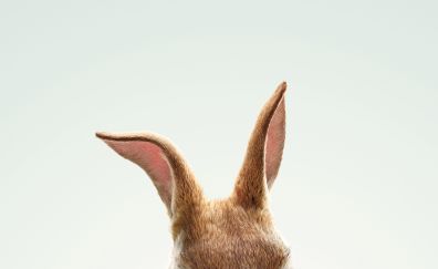 Peter Rabbit, Rabbit, 2018 movie, ears, minimal, 4k