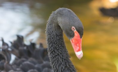 Black swan, bird, red beak