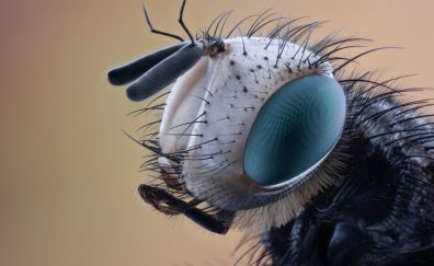 Macro, insect eyes, muzzle