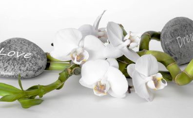 Orchid flower, blossom, white flowers, stones