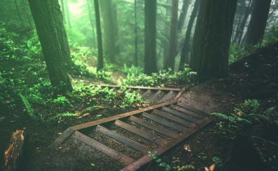 Wooden bridge in forest