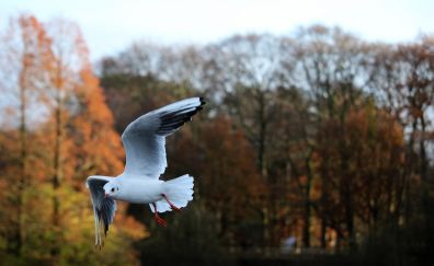 Bird, flying, seagull